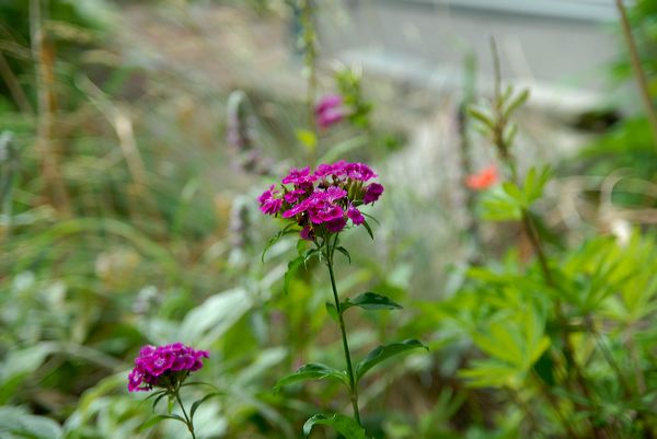 2007-07-07-garden05.jpg