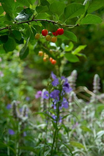 2007-07-07-garden06.jpg